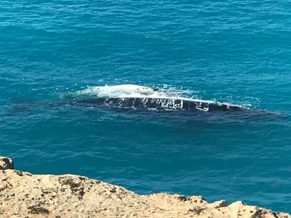 Whale Watching Head of Bight